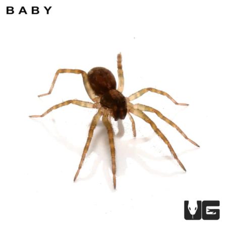 Carolina Wolf Spiders for sale - Underground Reptiles