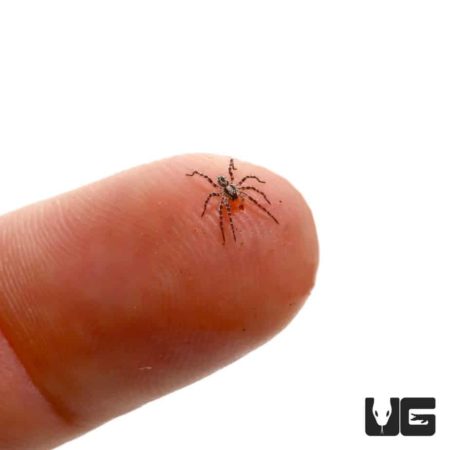 Carolina Wolf Spiders for sale - Underground Reptiles