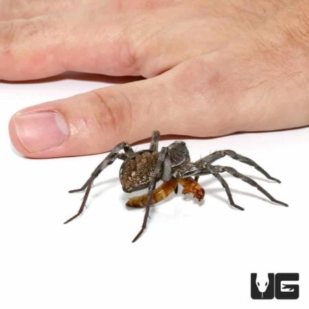 Carolina Wolf Spiders for sale - Underground Reptiles