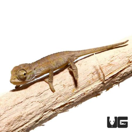 Baby Elliots Chameleon For Sale - Underground Reptiles