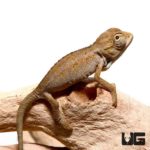 Baby Elliots Chameleon For Sale - Underground Reptiles