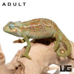 Baby Elliots Chameleon For Sale - Underground Reptiles