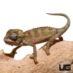 Baby Helmeted Chameleons for sale - Underground Reptiles