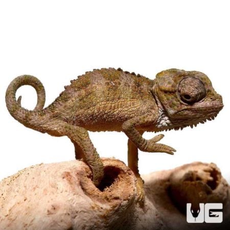 Baby Helmeted Chameleons for sale - Underground Reptiles