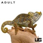 Baby Helmeted Chameleons for sale - Underground Reptiles