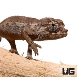 Baby Jumbo Jacksons Chameleons for sale - Underground Reptiles