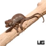 Baby Jumbo Jacksons Chameleons for sale - Underground Reptiles