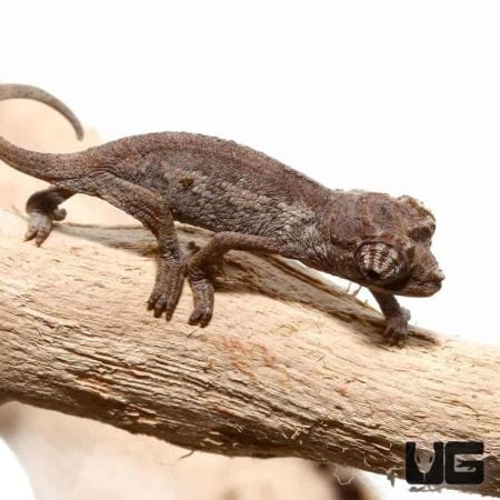 Baby Jumbo Jacksons Chameleons for sale - Underground Reptiles