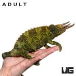 Baby Jumbo Jacksons Chameleons for sale - Underground Reptiles