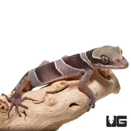 Slender Toed Gecko on branch, showcasing unique markings and slender toes.