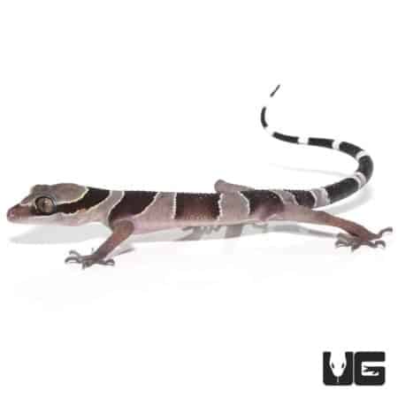Bintang Slender Toed Gecko with distinctive black and white striped tail.