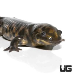 Eastern Tiger Salamanders For Sale - Underground Reptiles