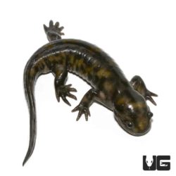 Eastern Tiger Salamanders For Sale - Underground Reptiles