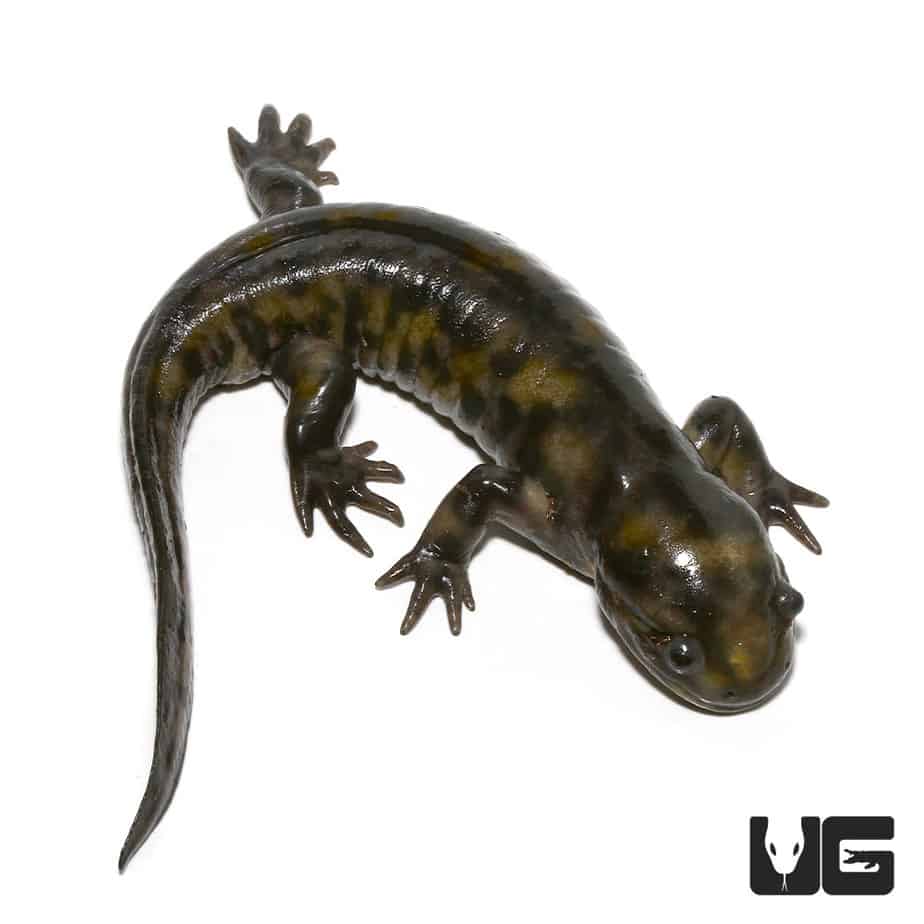 Salamanders For Sale Underground Reptiles
