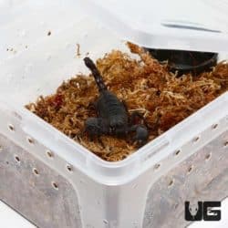 Invertebrate Habitats For Sale - Underground Reptiles
