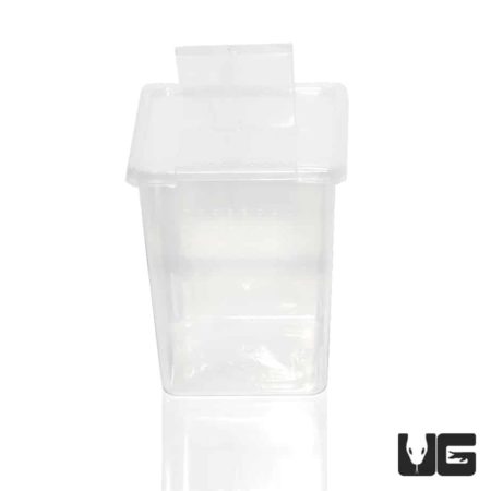 Baby Invertebrate Habitats for sale - Underground Reptiles