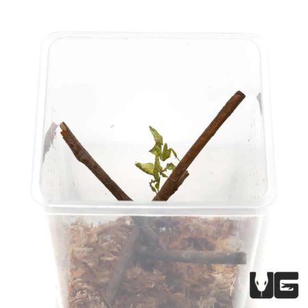 Baby Invertebrate Habitats for sale - Underground Reptiles