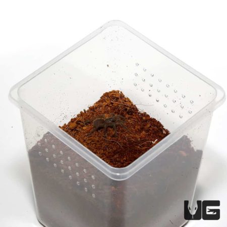 Baby Invertebrate Habitats for sale - Underground Reptiles