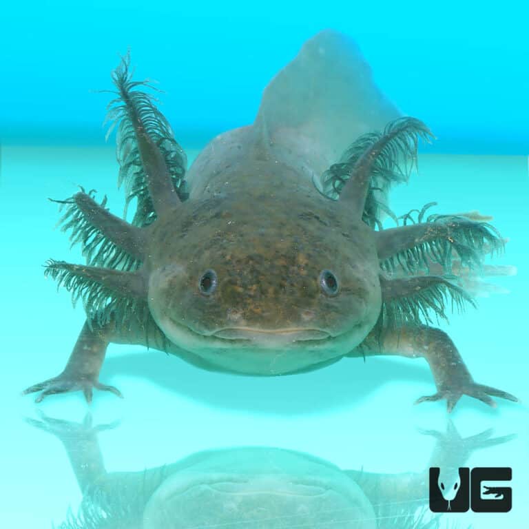 Axolotls For Sale - Underground Reptiles