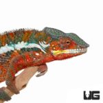 Tamatave Panther Chameleon For Sale - Underground Reptiles