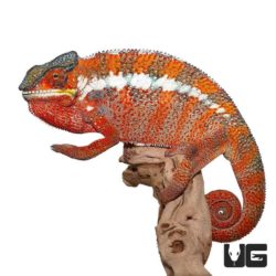Tamatave Panther Chameleon For Sale - Underground Reptiles
