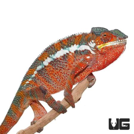 Tamatave Panther Chameleon For Sale - Underground Reptiles