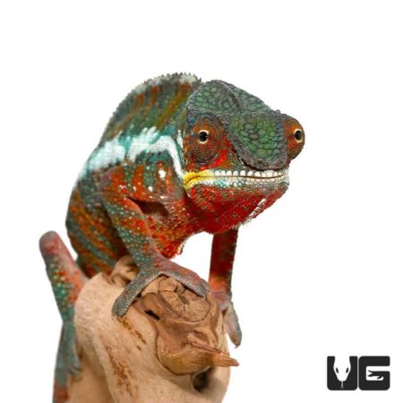 Tamatave Panther Chameleon For Sale - Underground Reptiles
