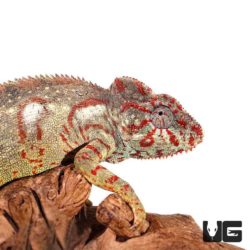 Oustalets Chameleons For Sale - Underground Reptiles