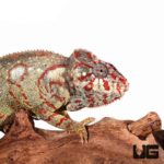 Oustalets Chameleons For Sale - Underground Reptiles