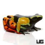 Painted Mantellas For Sale - Underground Reptiles