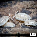 Porcellio Laevis White Isopods for sale - Underground Reptiles