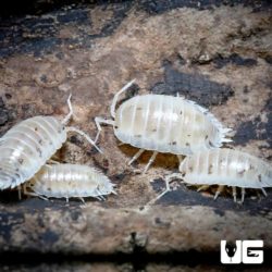 Porcellio Laevis White Isopods for sale - Underground Reptiles