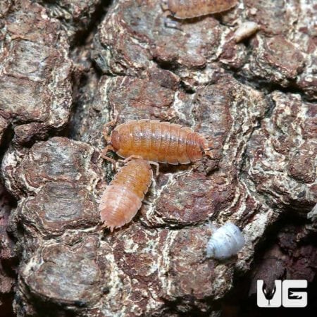 Porcellio Scaber Lemonade Isopods for sale - Underground Reptiles