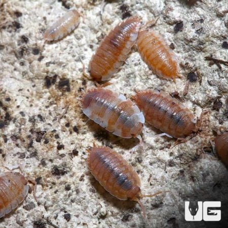 Porcellio Scaber Orange Koi Isopods for sale - Underground Reptiles