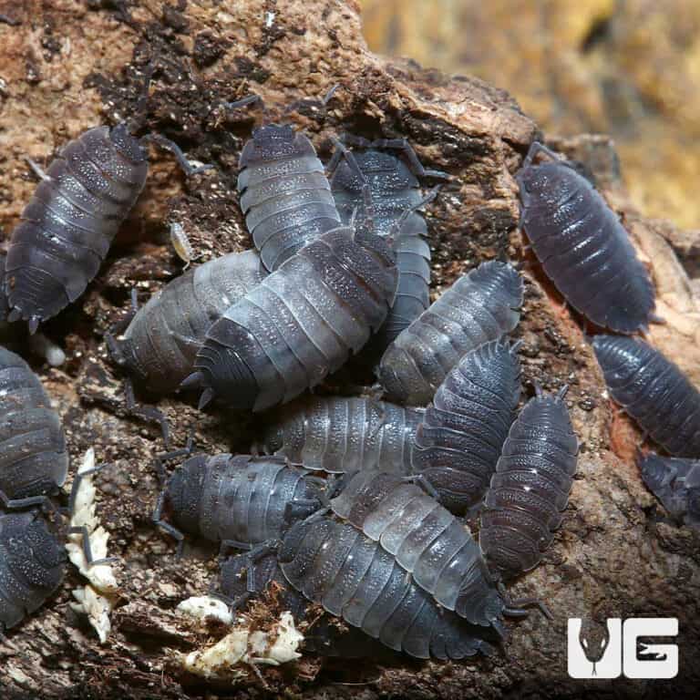 Porcellio Scaber "Pied" Isopods for sale Underground Reptiles