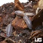 Porcellio Scaber Wild Type Isopods for sale - Underground Reptiles