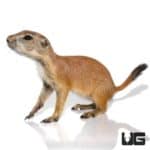 Baby Prairie Dog For Sale - Underground Reptiles