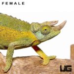 Rainbow Jacksons Chameleons for sale - Underground Reptiles