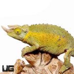 Rainbow Jacksons Chameleons for sale - Underground Reptiles