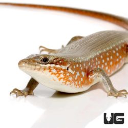 Red Sided Skinks For Sale - Underground Reptiles