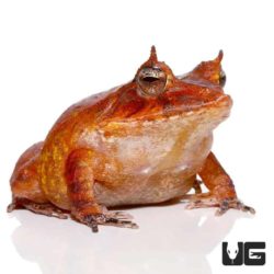 Red Solomon Island Eyelash Frogs For Sale - Underground Reptiles