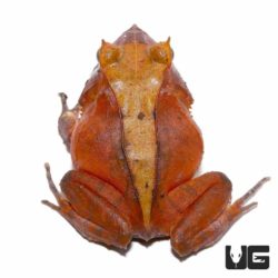 Red Solomon Island Eyelash Frogs For Sale - Underground Reptiles