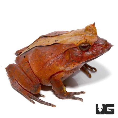 Red Solomon Island Eyelash Frogs For Sale - Underground Reptiles