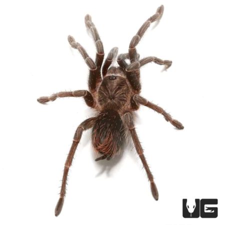 Salinas Birdeater Tarantula for sale - Underground Reptiles