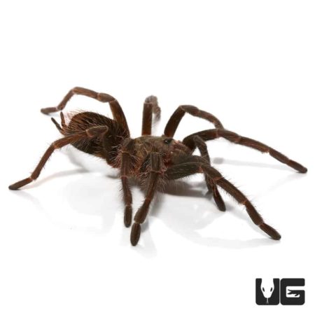 Salinas Birdeater Tarantula for sale - Underground Reptiles