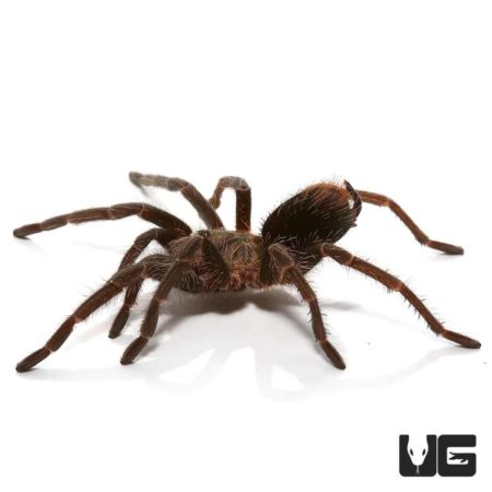 Salinas Birdeater Tarantula for sale - Underground Reptiles