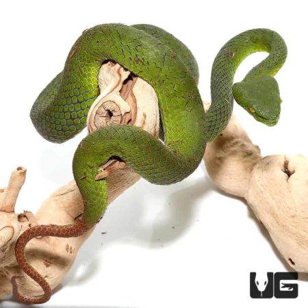 Siamese Peninsula Pit viper for sale - Underground Reptiles