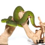 Siamese Peninsula Pit viper for sale - Underground Reptiles