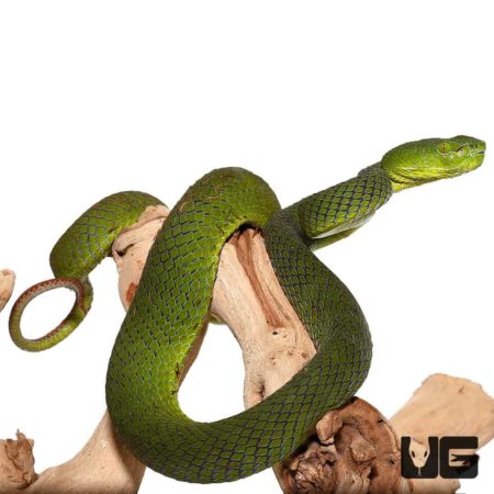Siamese Peninsula Pit viper for sale - Underground Reptiles