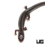 Slimy Salamanders For Sale - Underground Reptiles